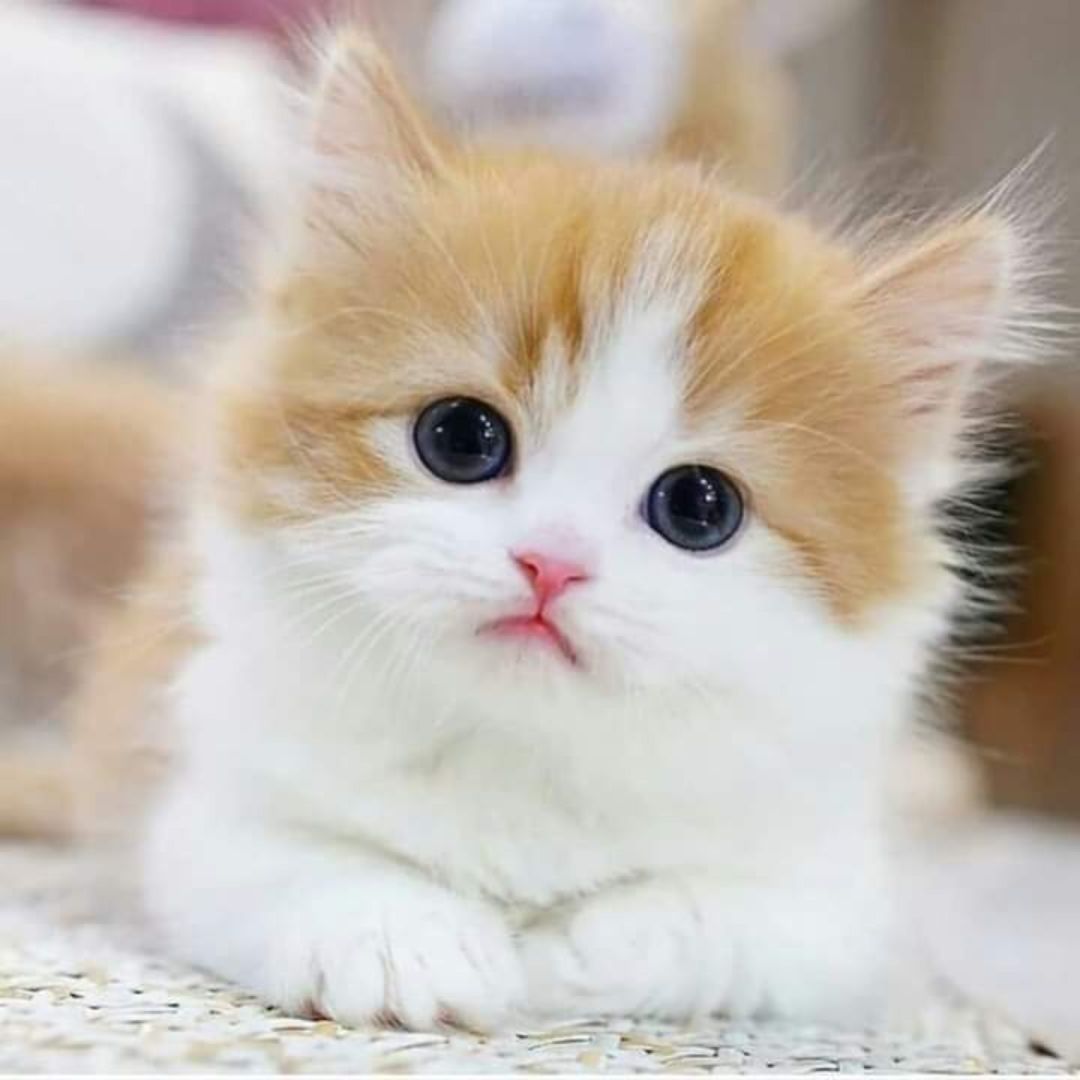 a kitten looking at the camera