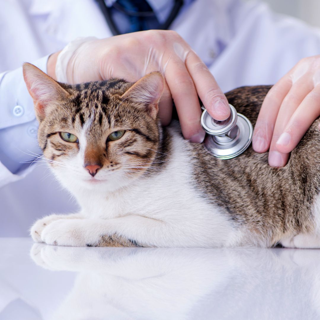 veterinarian checking heart of cat