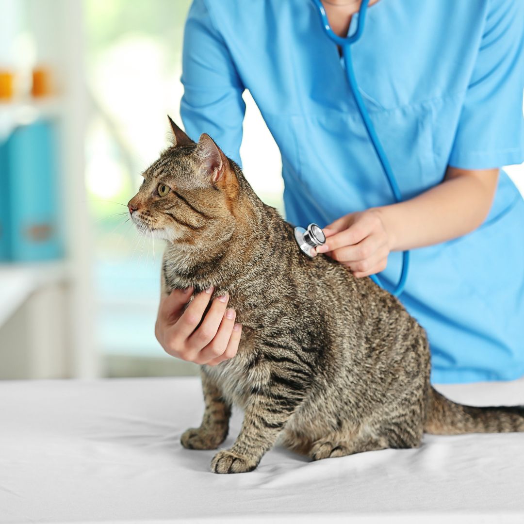 veterinarian checking heart of cat