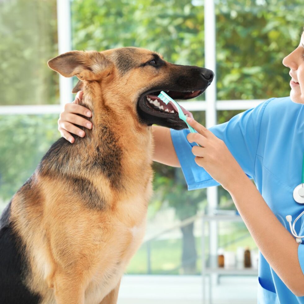 Pet Dentistry In Franklin, MA Franklin Veterinary Clinic