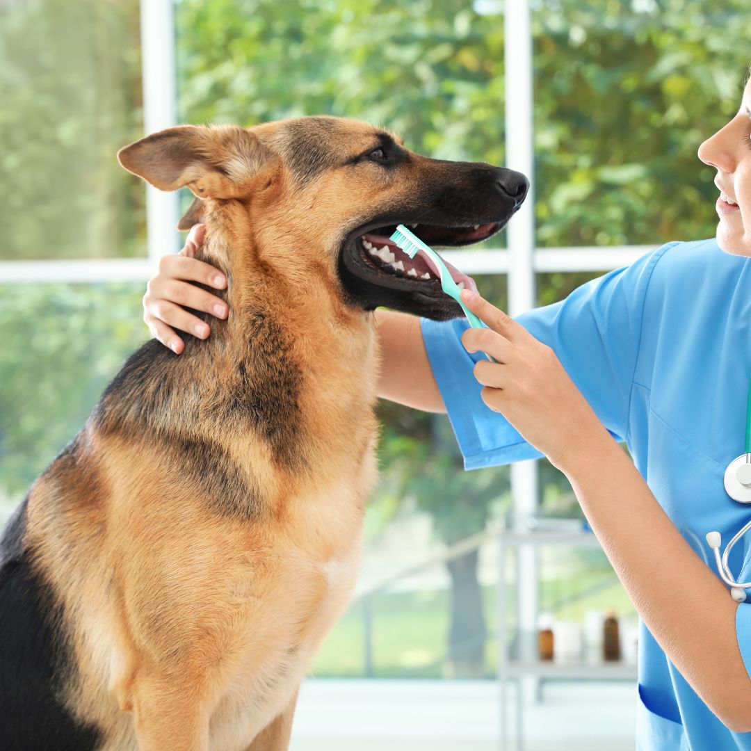 Veterinarian Cleaning Dog's Teeth