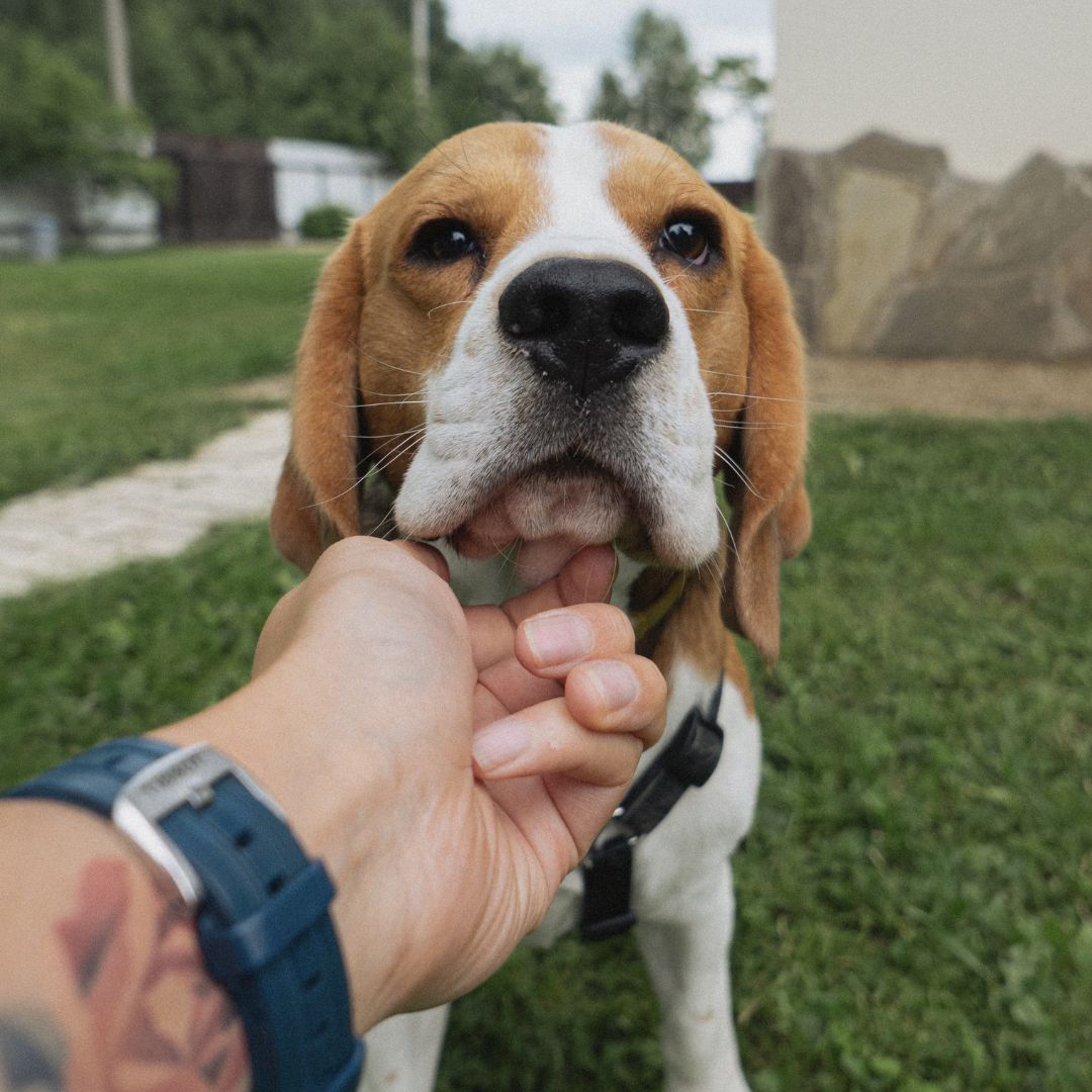 a person petting a dog