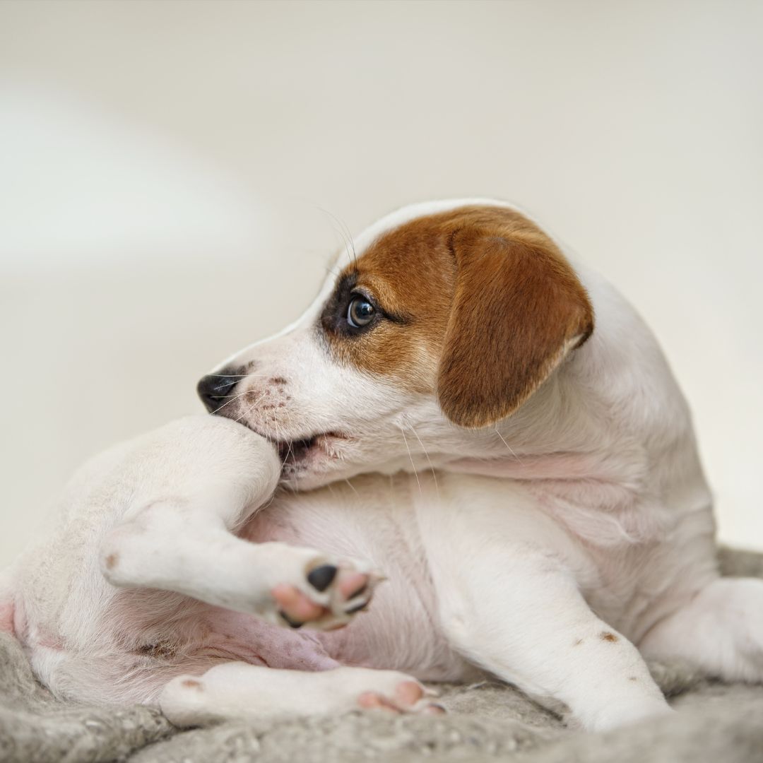 Puppy Jack Russell scratches himself and bites fleas