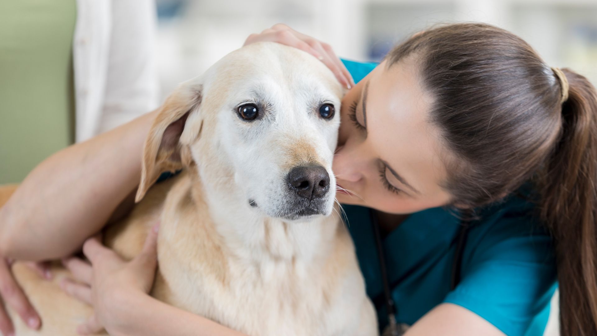 Pet Patient Monitoring In Franklin, MA Franklin Veterinary Clinic