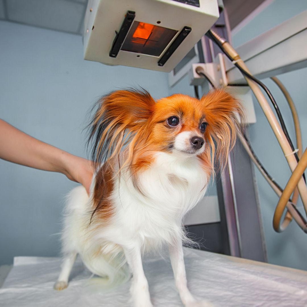 Pet Radiology (X-rays)