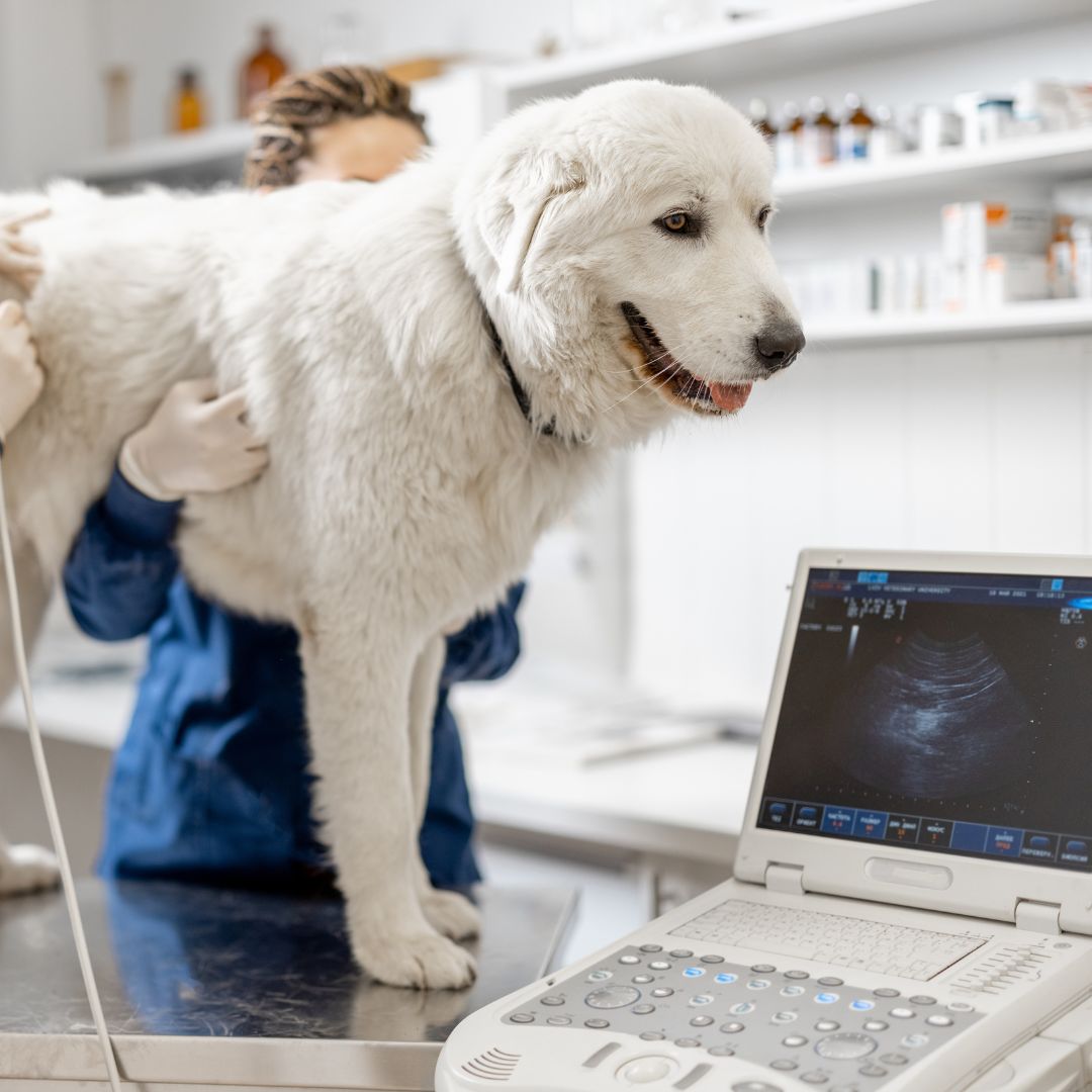 a vet checking an ultrasound of a dog