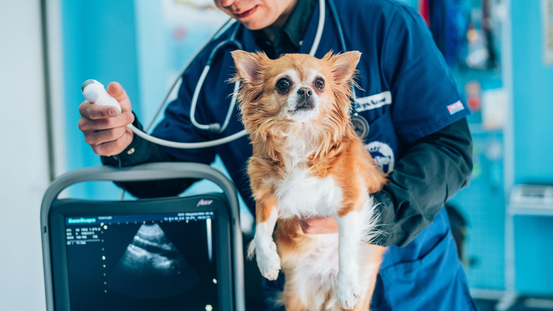 Pet Ultrasonography In Franklin, MA Franklin Veterinary Clinic
