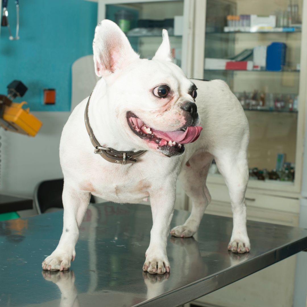 Joyful white French Bulldog on clinic table