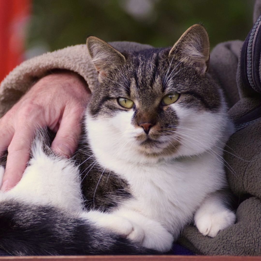 a vet holding a cat